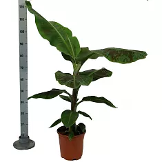 Банановая пальма Муса - Musa Tropicana D25 H120