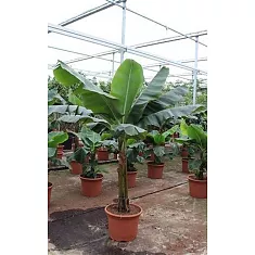 Банановая пальма Муса - Musa Tropicana D50 H230