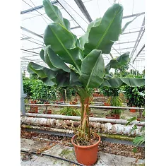 Банановая пальма Муса - Musa Tropicana D55 H250