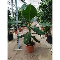 Банановая пальма Муса - Musa Tropicana D50 H210