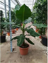 Банановая пальма Муса - Musa Tropicana D50 H210