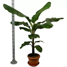 Банановая пальма Муса - Musa Tropicana D30 H160