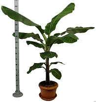Банановая пальма Муса - Musa Tropicana D30 H160