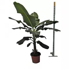 Банан Киевский Карлик - Musa dwarf cavendish D40 H200