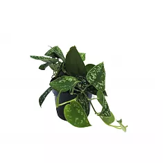 Сциндапсус Пиктус или расписной - Scindapsus pictus D12 H15