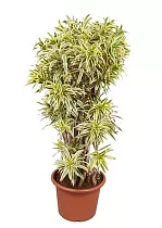 Драцена Рефлекса Сонг оф Индия - Dracaena reflexa Song of India H190
