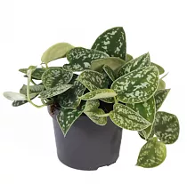 Сциндапсус расписной - Scindapsus pictus Trebie D14 H25