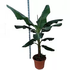 Банан Киевский Карлик - Musa dwarf cavendish D35 H180