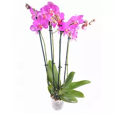 4 стебля - Honglin Rose D17 H60