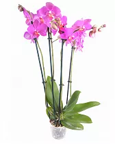 4 стебля - Honglin Rose D17 H60