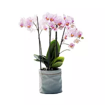 Алис герл 4 ветки - Аlice Girl D17 H60