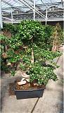 Бонсай Фикус Микрокарпа в керамическом кашпо - Bonsai Ficus microcarpa D70 H190