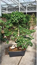 Бонсай Фикус Микрокарпа в керамическом кашпо - Bonsai Ficus microcarpa D70 H190
