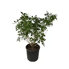 Муррайя экзотика - Murraya exotica, M. paniculata D24 H70