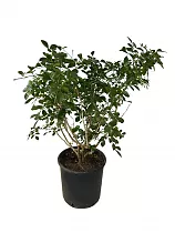 Муррайя экзотика - Murraya exotica, M. paniculata D24 H70