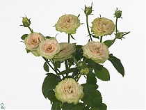 Роза кустовая  Romantic Pepita. 10 штук