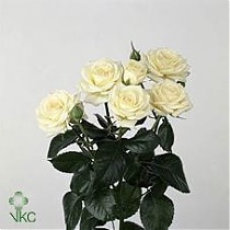 Роза кустовая Sposina. 10 штук