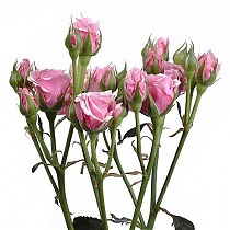 Роза кустовая  Smiley Sensation. 10 штук