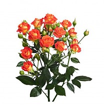 Роза кустовая Fiesta Bubbles. 10 штук