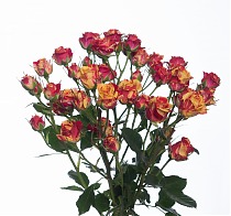 Роза кустовая Файр Флеш 50см.  Кения. 10 штук