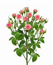 Роза кустовая Gracia. 10 штук