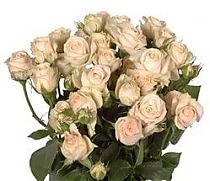 Роза кустовая Super Bubbles. 10 штук