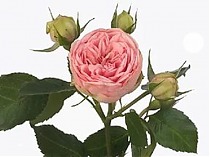 Роза кустовая Happy Piano. 10 штук