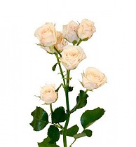 Роза кустовая Cream Gracia. 10 штук