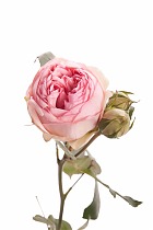 Роза кустовая  Bridal Piano. 10 штук