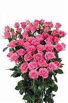 Роза кустовая Lianne. 10 штук