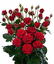 Роза кустовая Rubicon. 10 штук