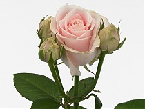 Роза кустовая Sweet Avalanche. 10 штук