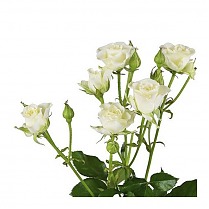 Роза кустовая Viviane. 10 штук