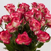 Роза кустовая Safina. 10 штук