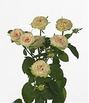 Роза кустовая Pepita. 10 штук