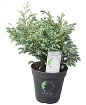 КИПАРИСОВИК ГОР. БУЛЕВАРД (Chamaecyparis pisifera Boulevard) D9 H15
