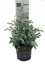 КИПАРИСОВИК ГОР. БУЛЕВАРД (Chamaecyparis pisifera Boulevard) D15 H30