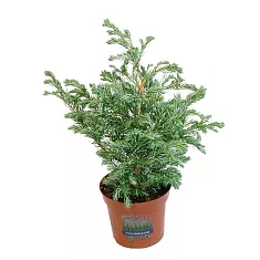 КИПАРИСОВИК ГОР. БУЛЕВАРД (Chamaecyparis pisifera Boulevard) D18 H60