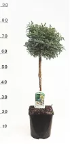 КИПАРИСОВИК ГОР. БУЛЕВАРД (Chamaecyparis pisifera Boulevard) D20 H80