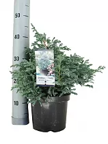 КИПАРИСОВИК ГОР. БУЛЕВАРД (Chamaecyparis pisifera Boulevard) D15 H40