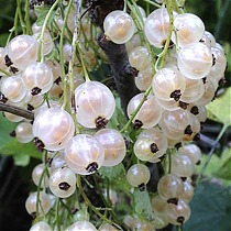 Смородина белая Фея - Ribes sativa Feya 1,5-2 ltr, 80-120см