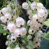 Смородина белая Фея - Ribes sativa Feya 1,5-2 ltr, 80-120см