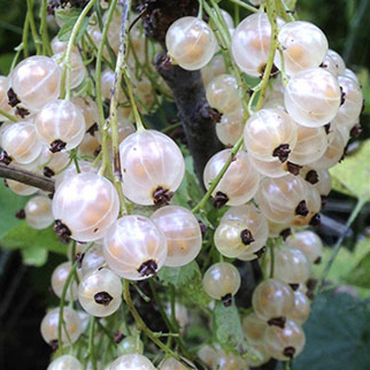 Смородина белая Фея - Ribes sativa Feya 1,5-2 ltr, 80-120см