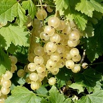 Смородина белая Урожайная - Ribes sativa Urozhaynaya 1,5-2 ltr, 80-120см