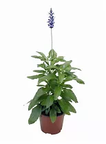 Шалфей лекарственный - Salvia officinalis D12 H20
