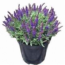 Шалфей лекарственный - Salvia officinalis Sensation Deep Blue D17 H40