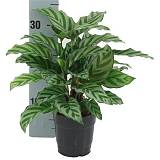 Калатея Фредди - Сalathea Freddie D12 H35