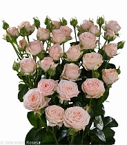Роза кустовая Бомбастик 40 см. Голландия.  10 штук