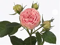 Роза кустовая Happy Piano. 10 штук