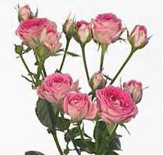 Роза кустовая Misty Bubbles. 10 штук